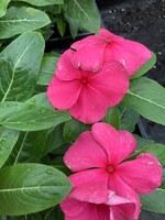 Vinca Rosea, Titan series assorted, 4" pot