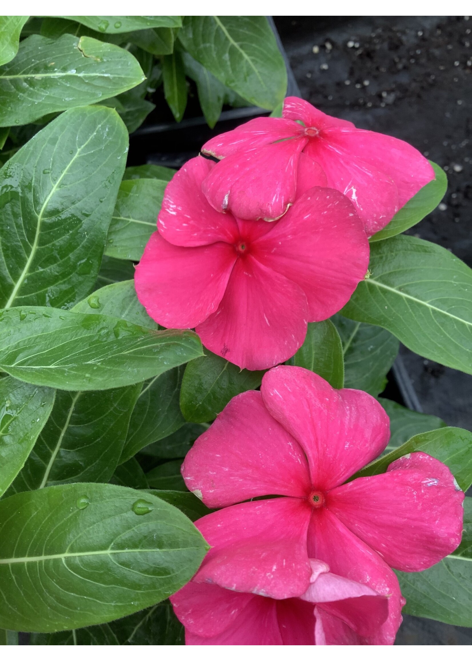 Vinca Rosea, Titan series assorted, 4" pot