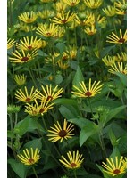Rudbeckia subtomentosa 'Henry Eilers' sweet coneflower or sweet black-eyed Susan #1 Container