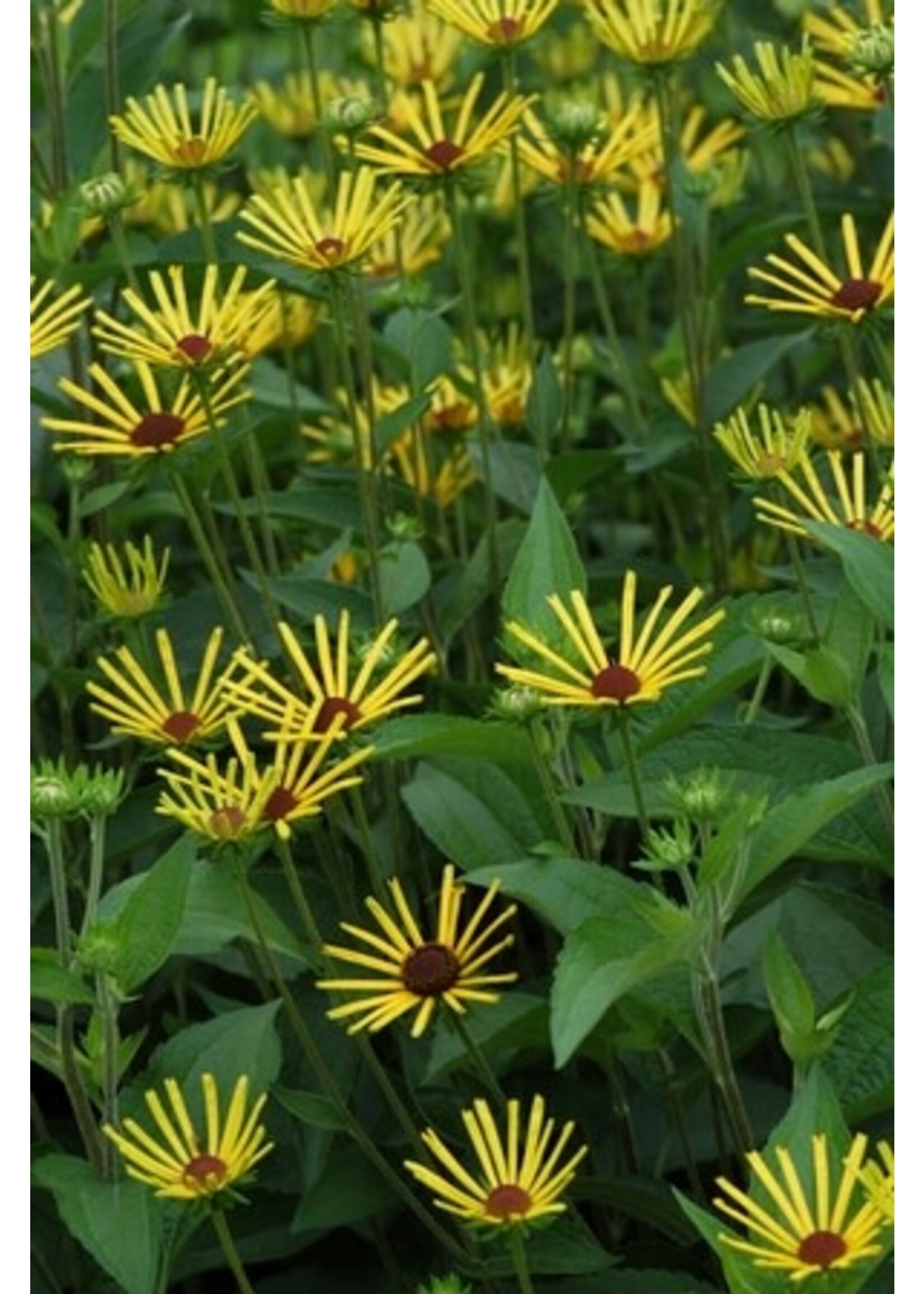 Rudbeckia subtomentosa 'Henry Eilers' sweet coneflower or sweet black-eyed Susan #1 Container