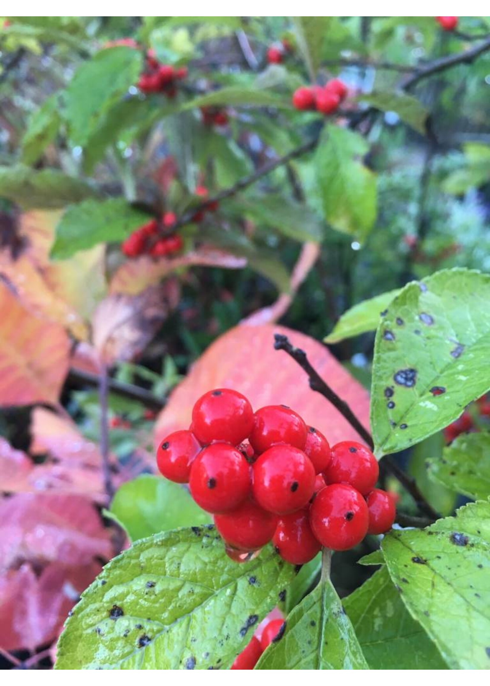 Rain Garden Ilex vert. Spravy Holly- Winterberry, Berry Heavy #3
