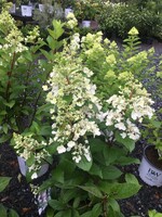 Hydrangea panic. DVPpinky Hydrangea - Hardy, Pinky Winky, #7