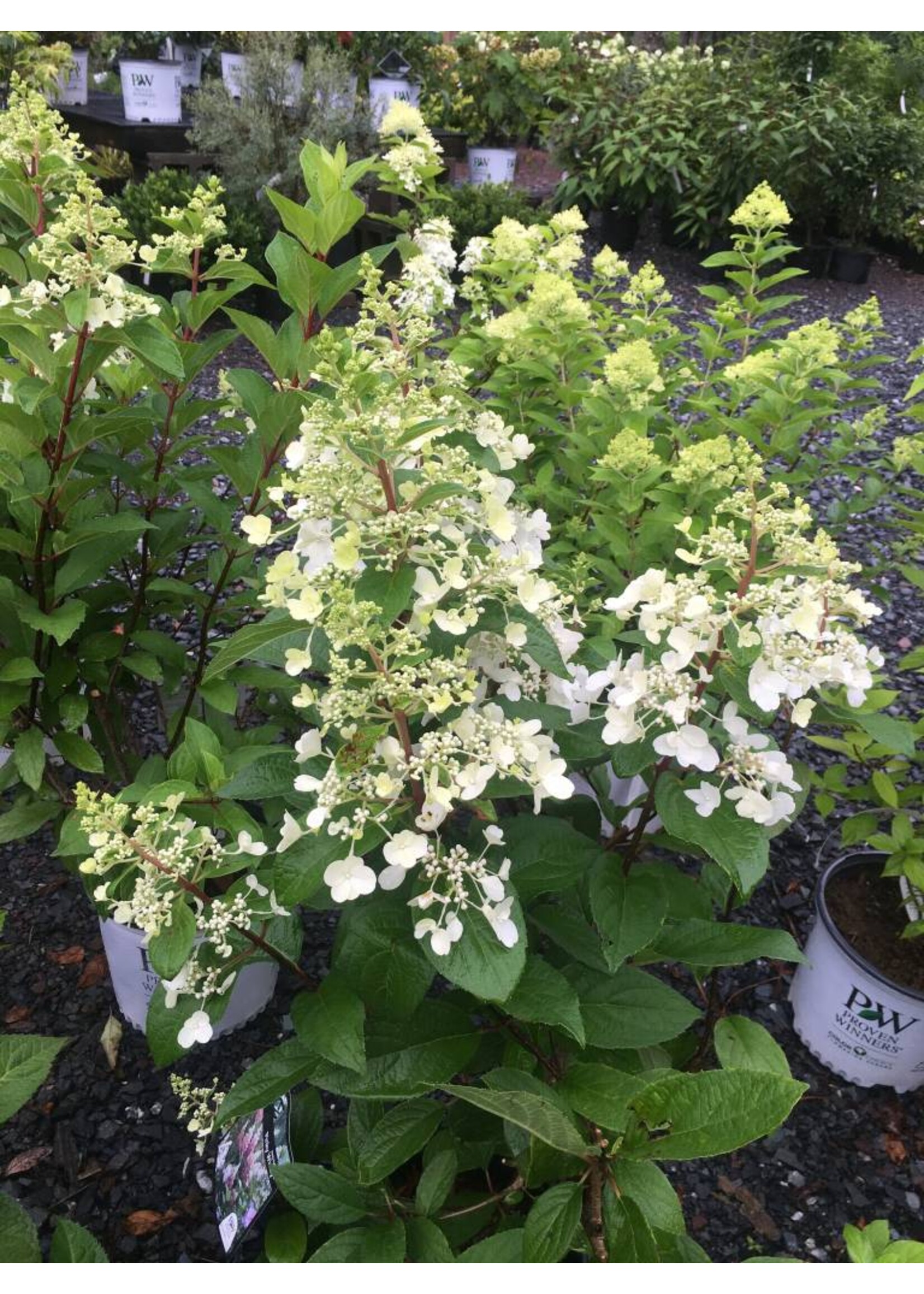 Hydrangea panic. DVPpinky Hydrangea - Hardy, Pinky Winky, #7