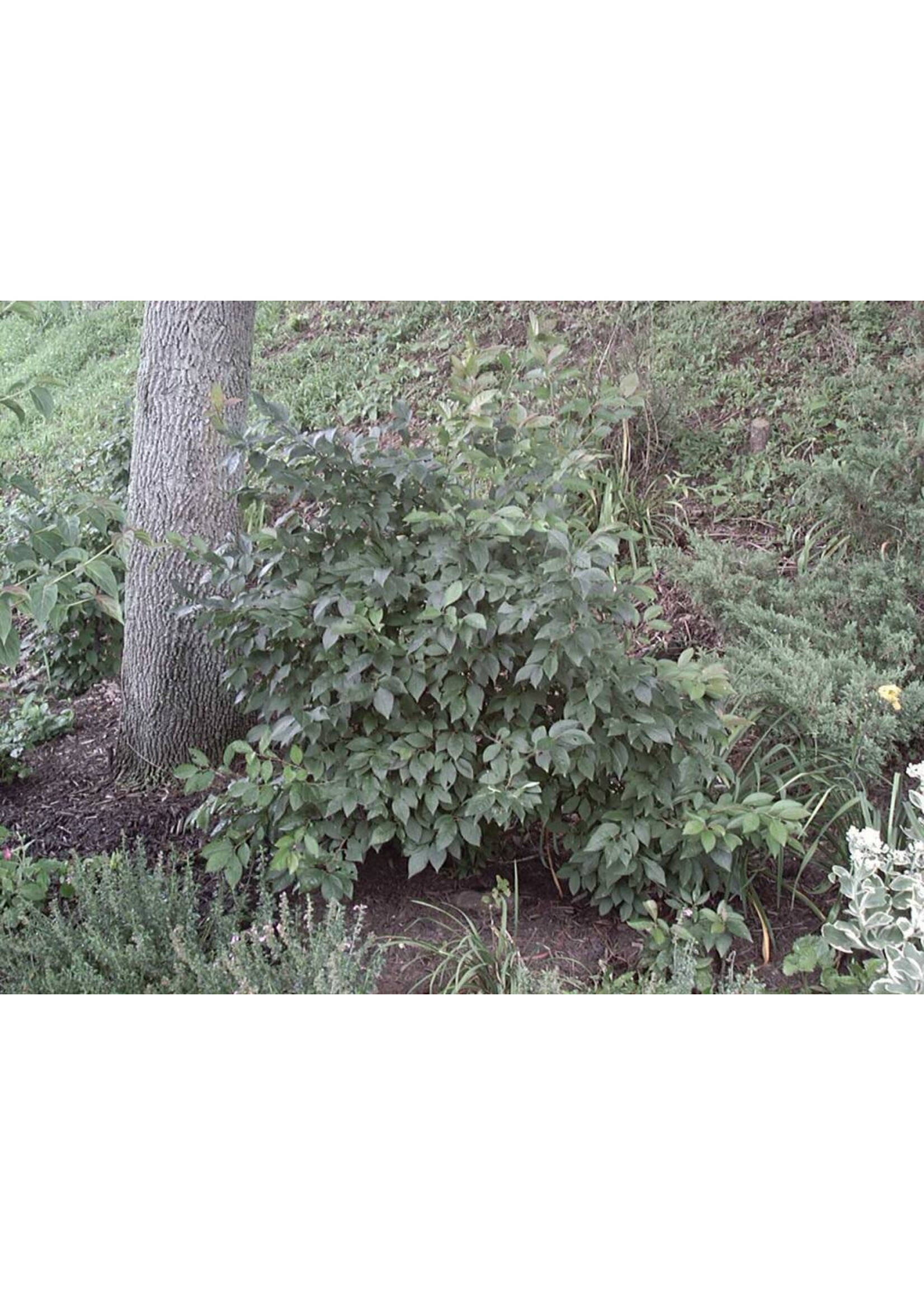 Rain Garden Ilex vert. Holly - Winterberry, #3