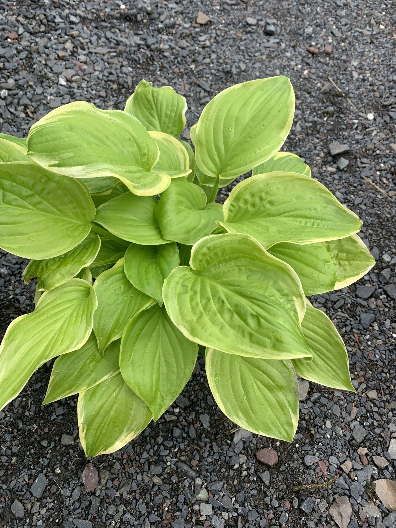 Hosta Fragrant Bouquet, Plantain Lily, #1 - Behmerwald Nursery