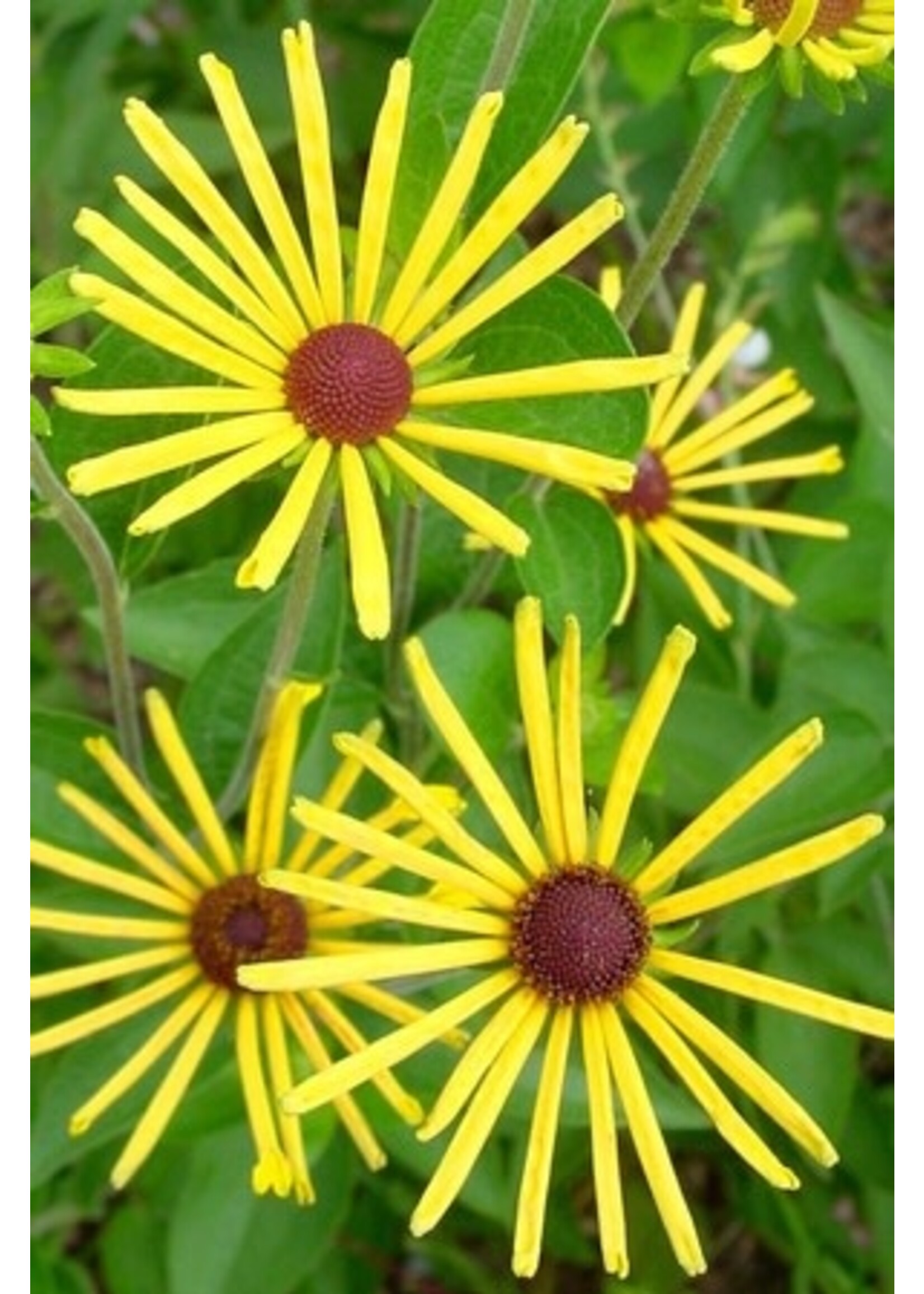 Rudbeckia subtomentosa 'Henry Eilers' sweet coneflower or sweet black-eyed Susan #1 Container