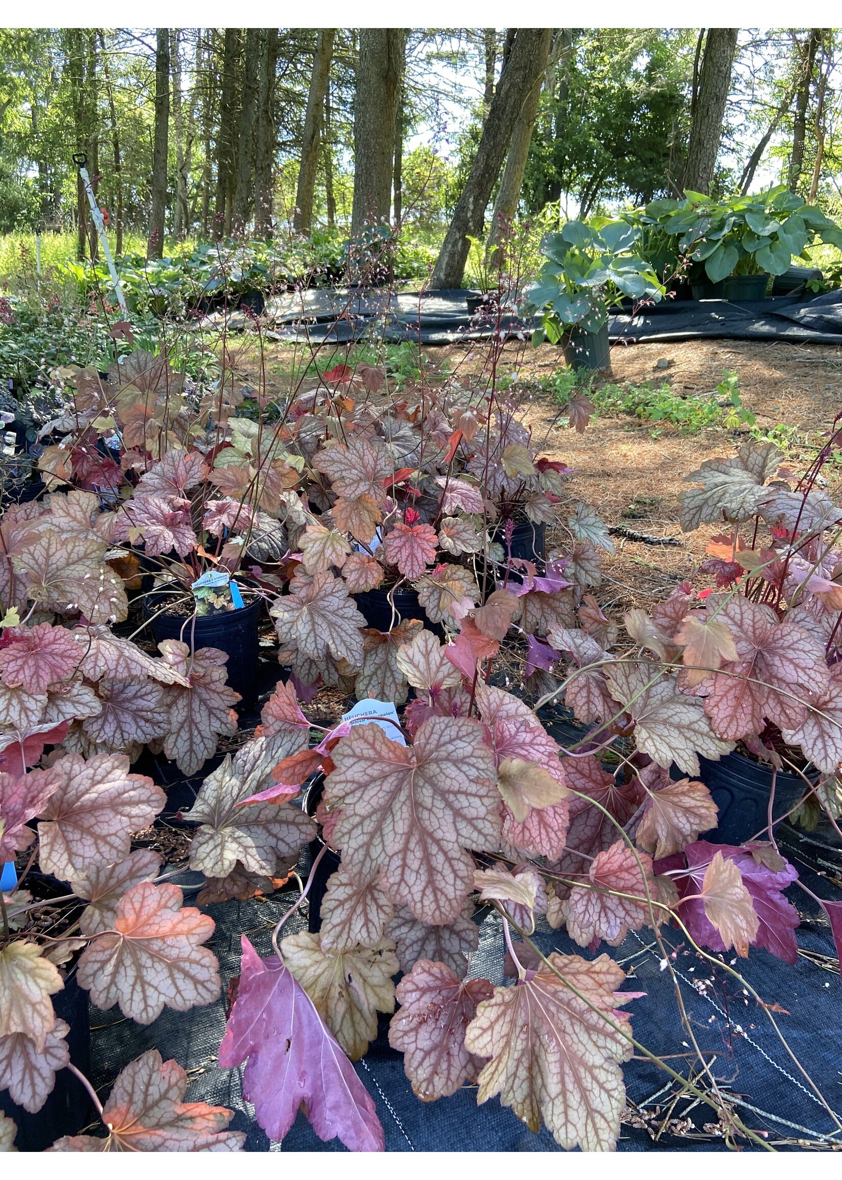 Heuchera carnival Watermelon Coral Bells, #1