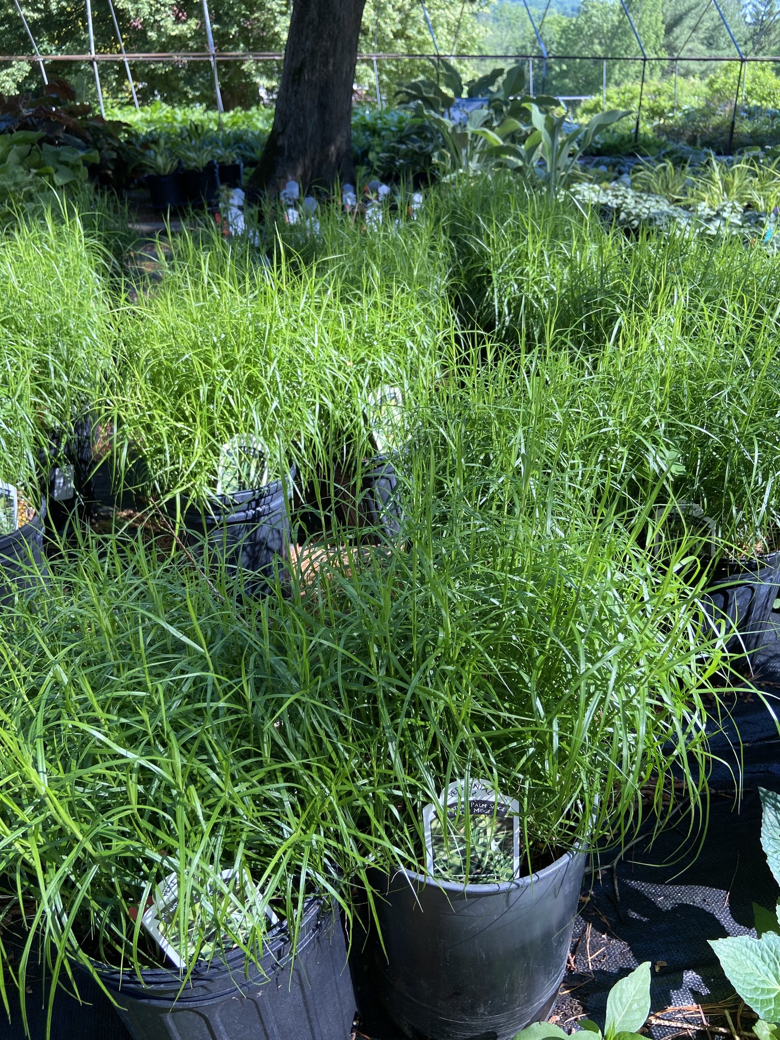 Carex musk. Little Midge Grass Ornamental Sedge, Little Midge, 1