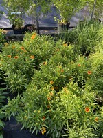 Coreopsis UpTick Gold & Bronze, Tickseed  #1