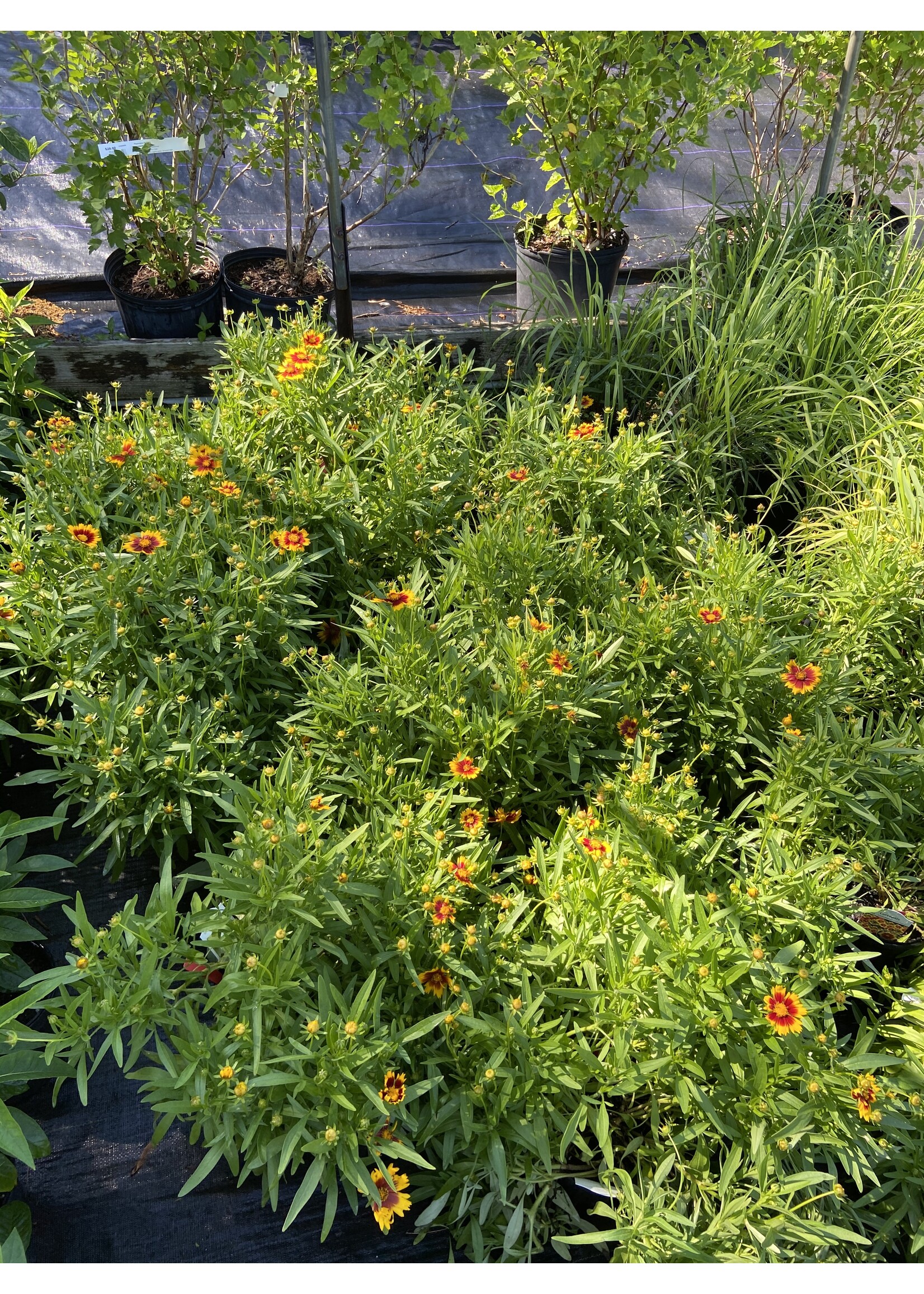 Coreopsis UpTick Gold & Bronze, Tickseed  #1