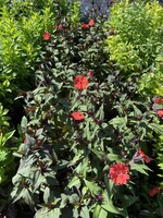 Lychnis Lipstick, Lipstick, #1