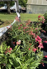 Penstemon Red Riding Hood Beardtongue Red Riding Hood 1 Behmerwald Nursery