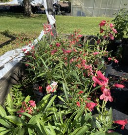 Perennials Behmerwald Nursery Perennials Behmerwald Nursery
