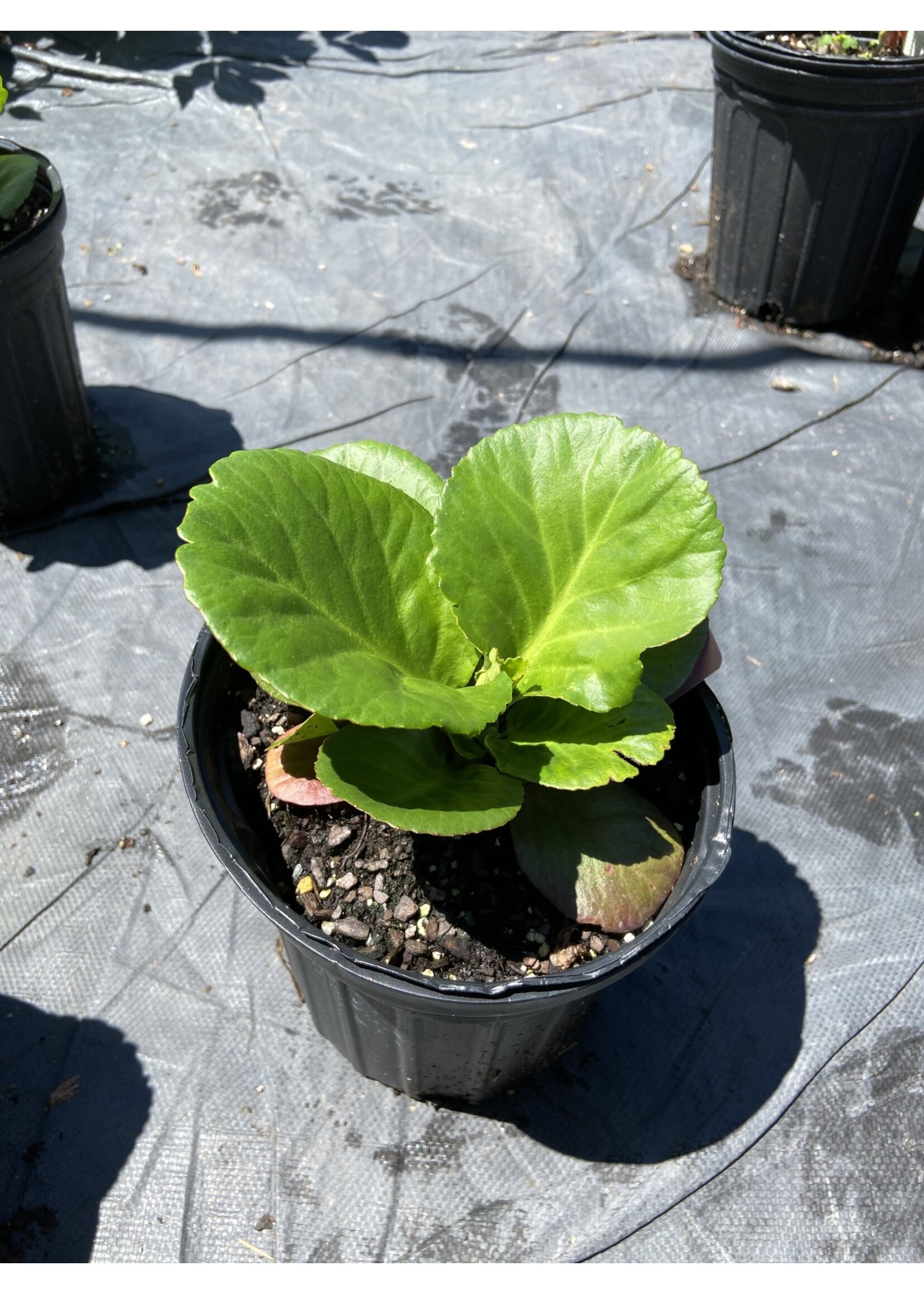 Bergenia Bressingham Ruby, Pigsqueak #1