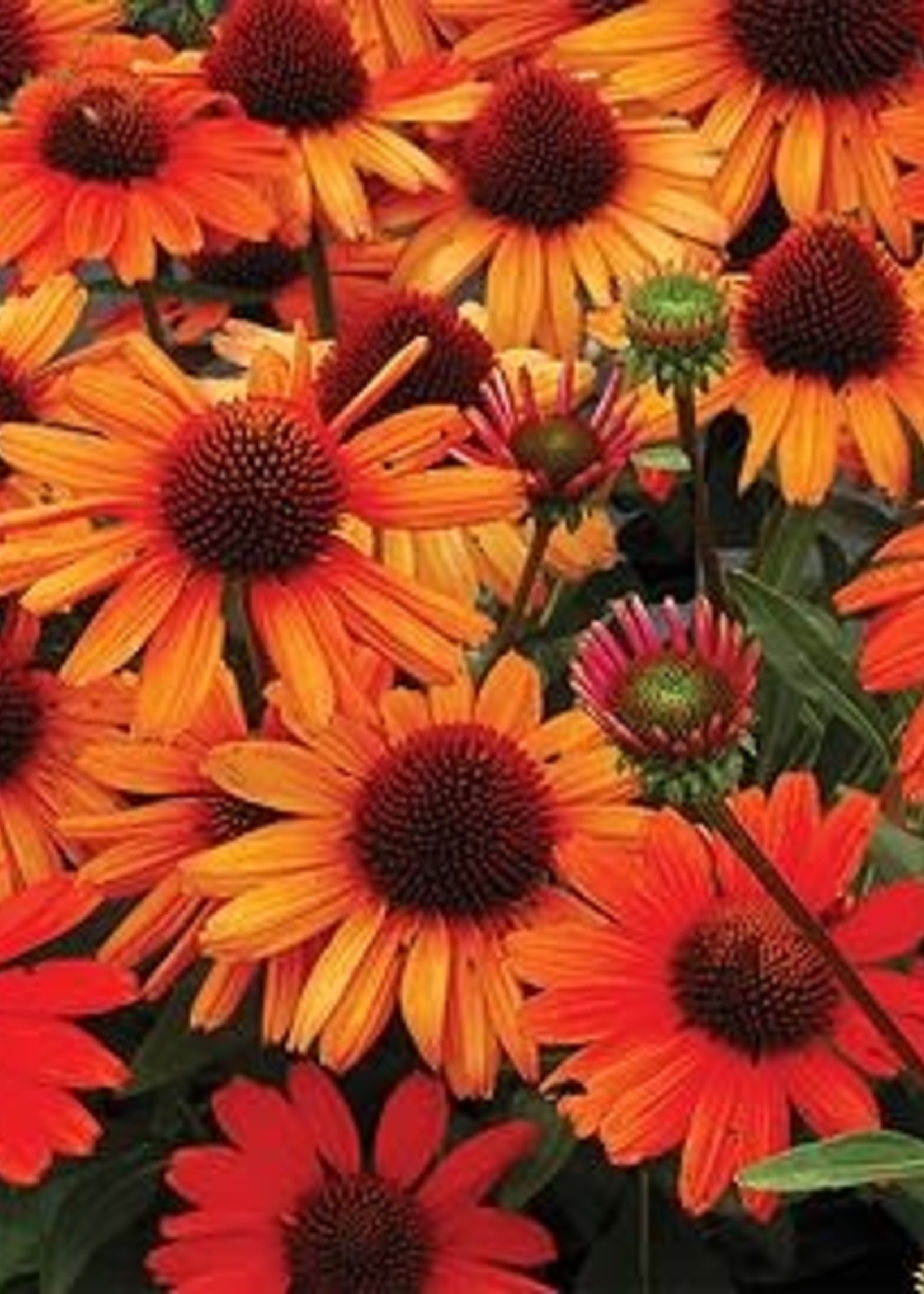 Echinacea pur. Kismet Intense Orange, Coneflower #1