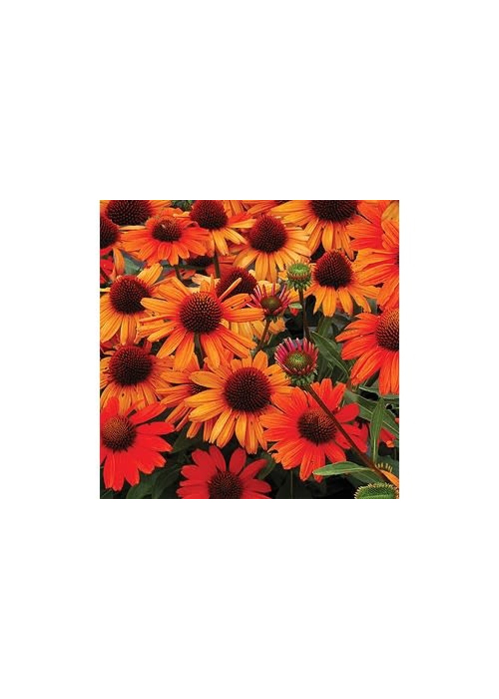 Echinacea pur. Kismet Intense Orange, Coneflower #1