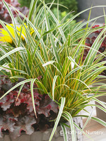 Carex osh. Everglow Grass - Ornamental Evercolor Sedge, #1