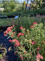 Achillea mille. Paprika Yarrow, Paprika, #1