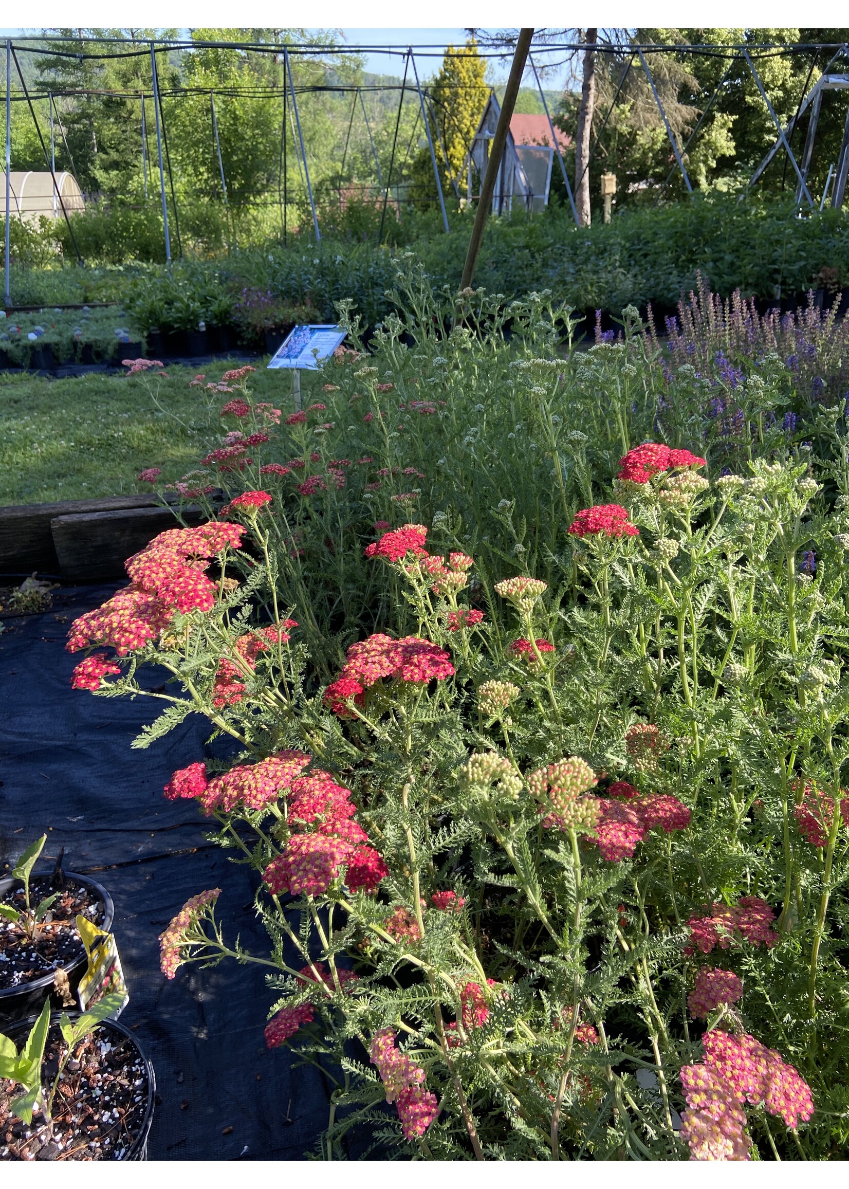 Achillea mille. Paprika, Yarrow #1