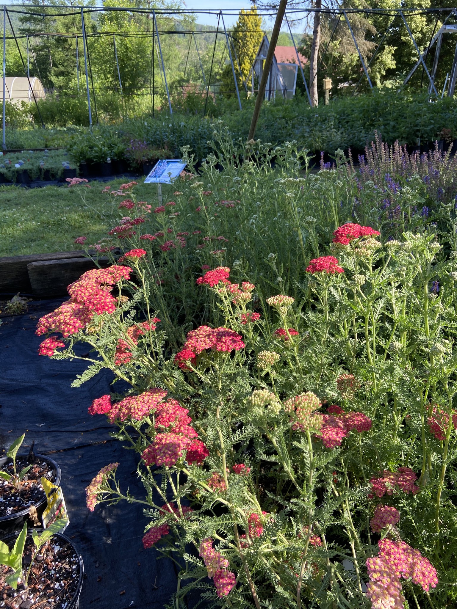 Achillea mille. Paprika Yarrow, Paprika, 1 Behmerwald Nursery