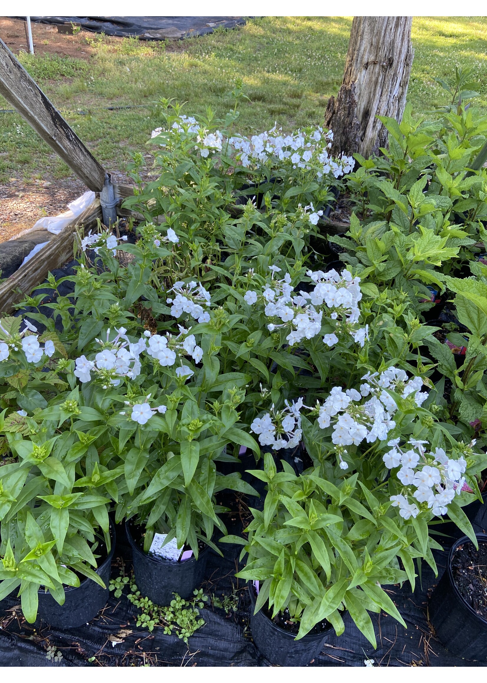Phlox pan. Fashionably Early Crystal, Phlox - Garden, #1
