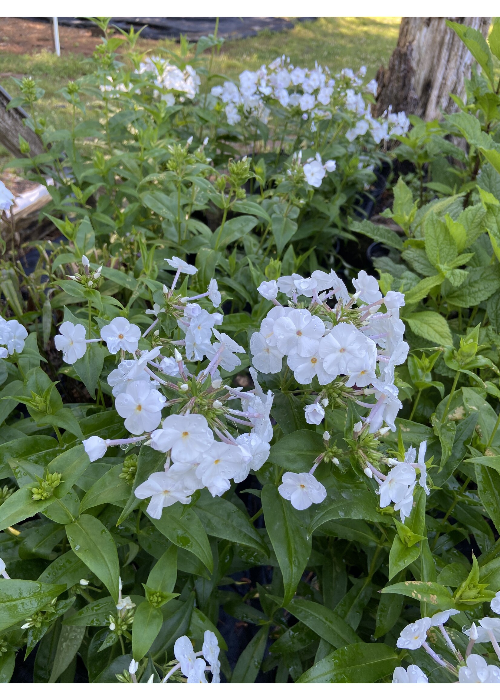 Phlox pan. Fashionably Early Crystal, Phlox - Garden, #1