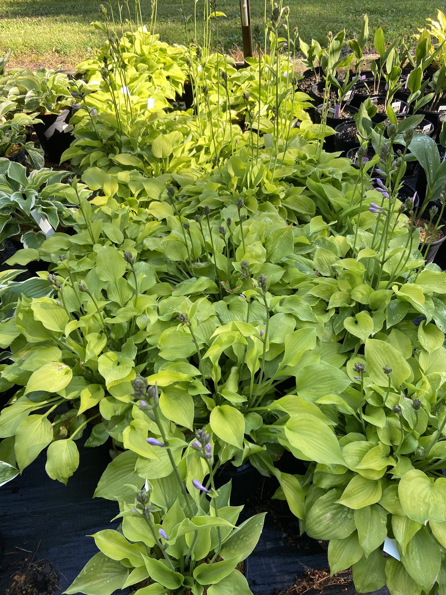 Hosta Gold Drop Plantain Lily, Gold Drop, 1 Behmerwald Nursery