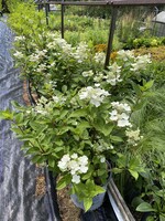 Hydrangea panic. Bulk Hydrangea - Hardy, Quick Fire, #3