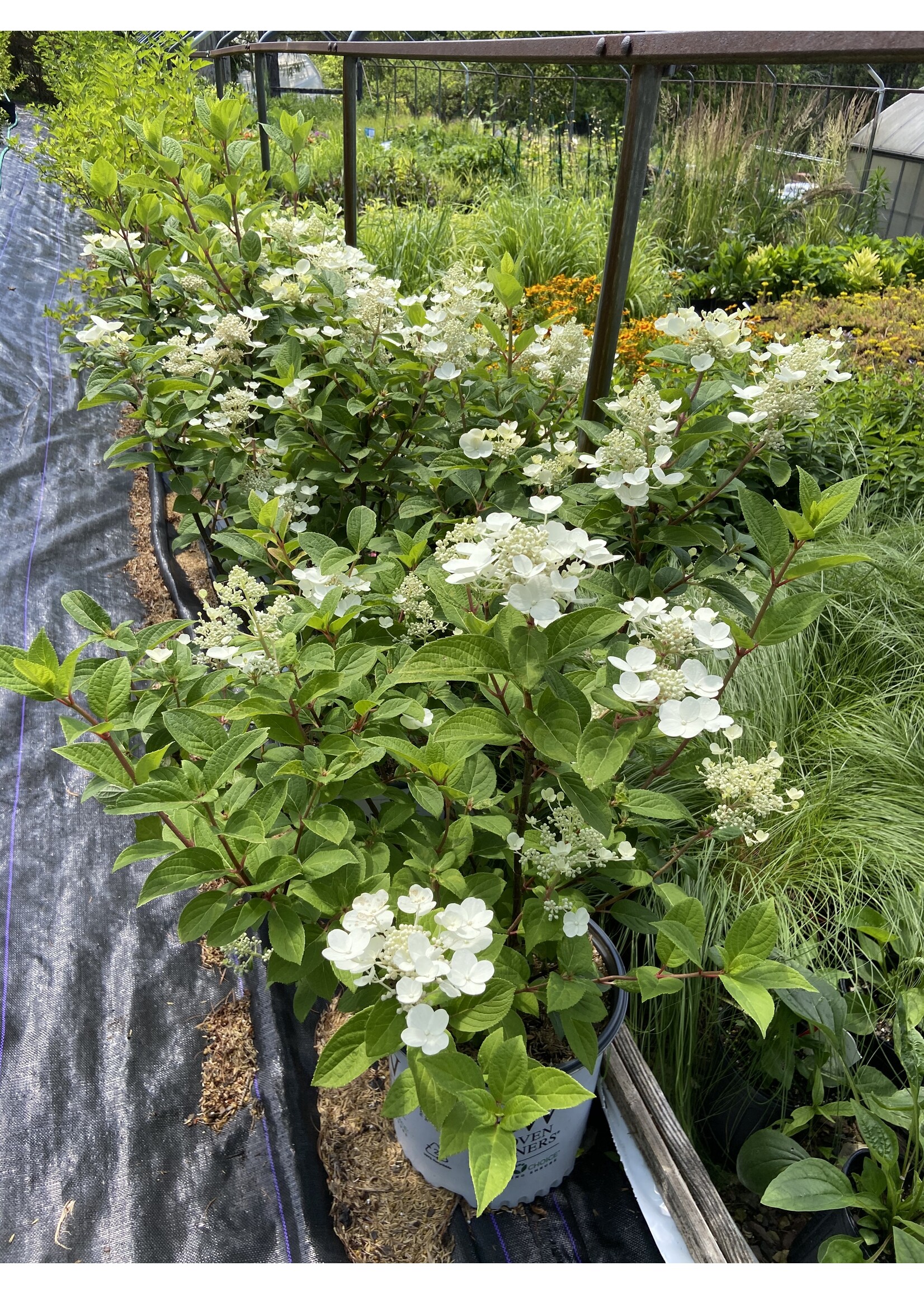 Hydrangea panic. Bulk Hydrangea - Hardy, Quick Fire, #3