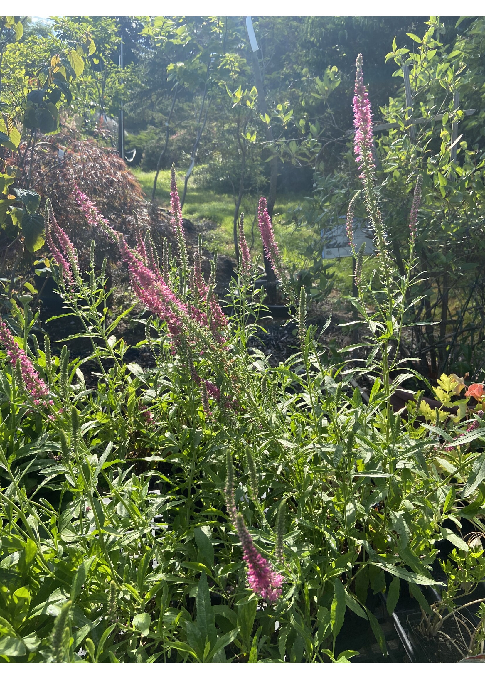 Veronica spicata Red Fox, Spike Speedwell #1