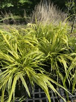 Hakonechloa mac. Aureola Grass- Ornamental Japanese Forest Grass