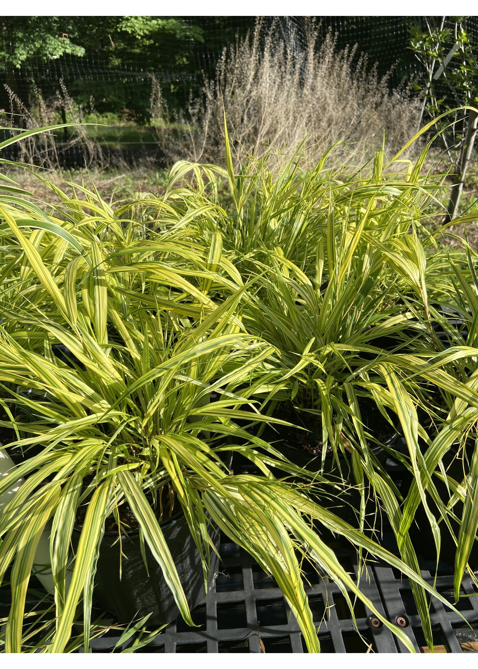 Hakonechloa mac. Aureola Grass- Ornamental Japanese Forest Grass