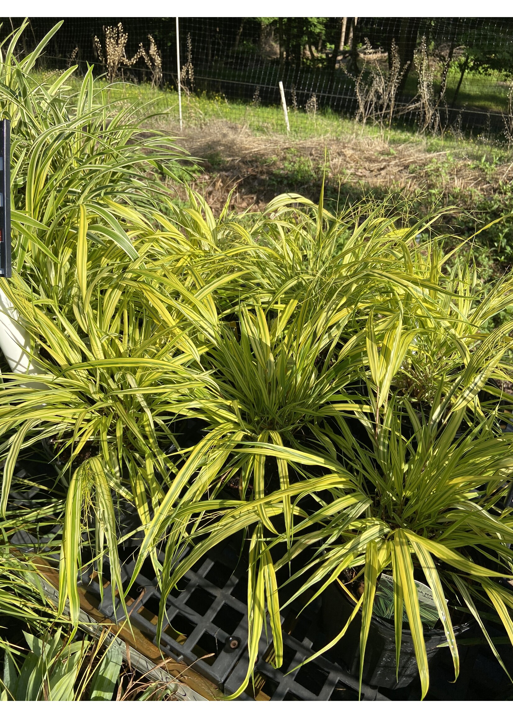 Hakonechloa mac. Aureola Grass- Ornamental Japanese Forest Grass