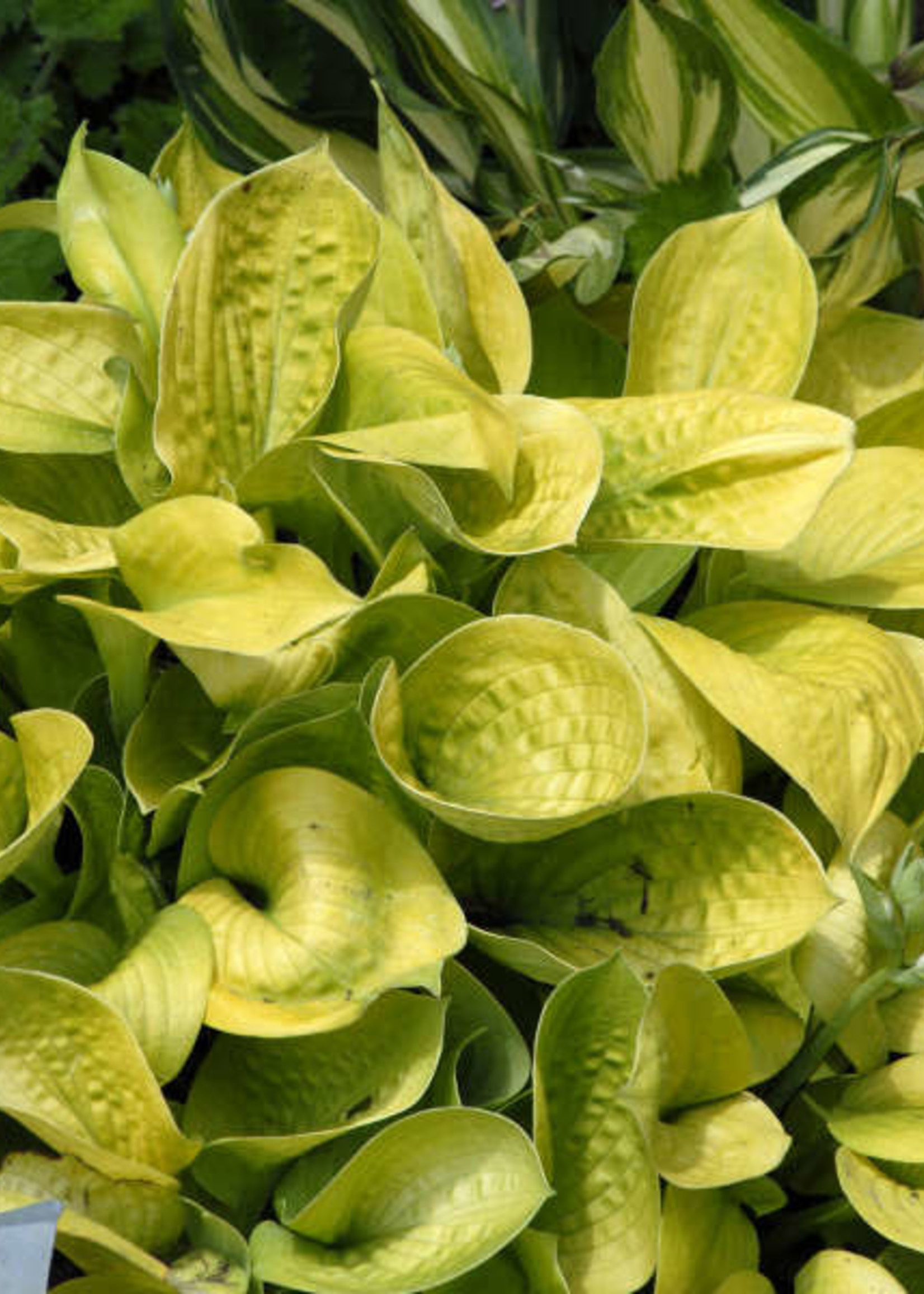 Hosta Maui Buttercups, #1