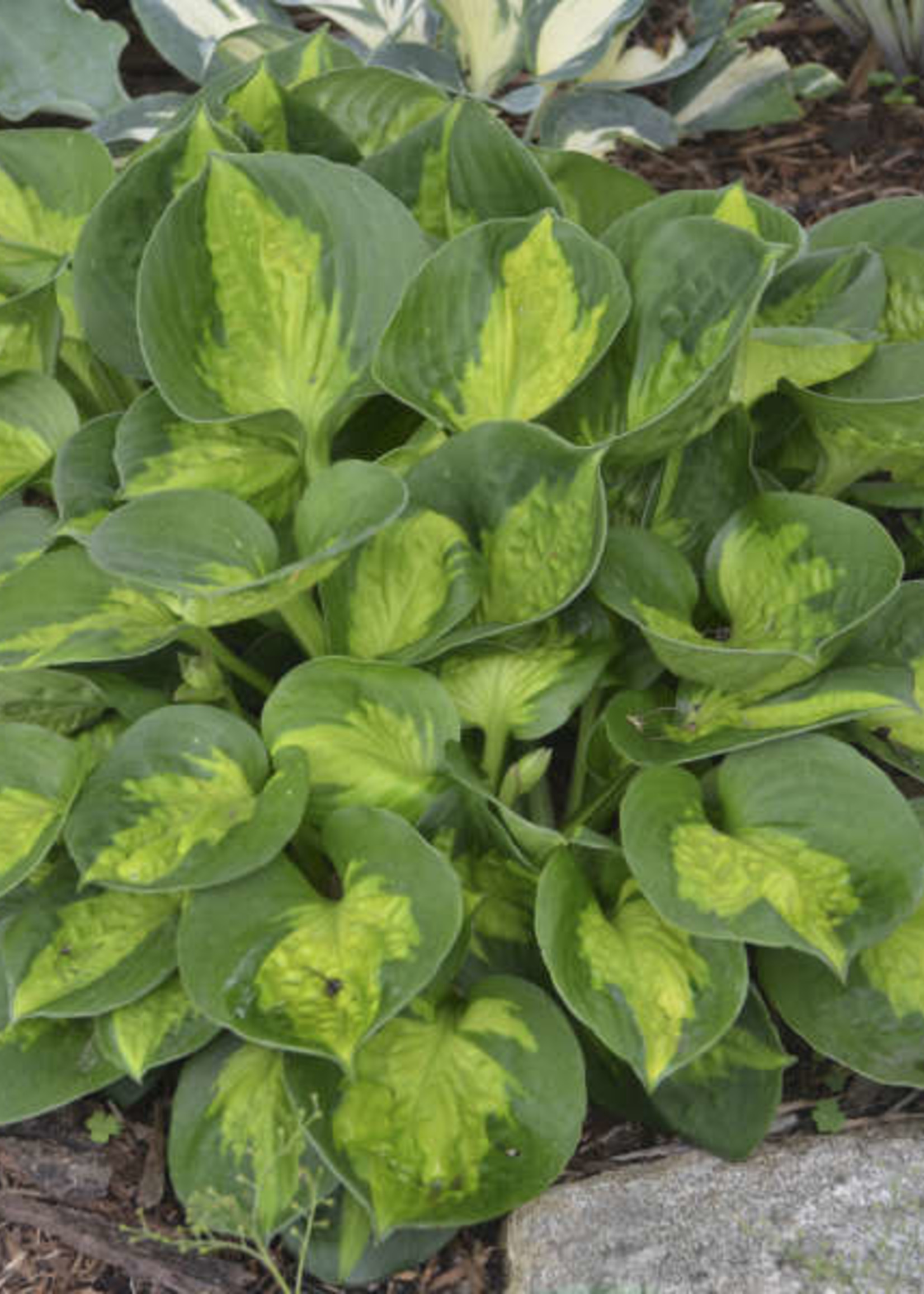 Hosta Pocketful Of Sunshine 1 Behmerwald Nursery