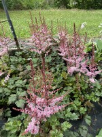 Astilbe Delft Lace Astilbe, Delft Lace, #1