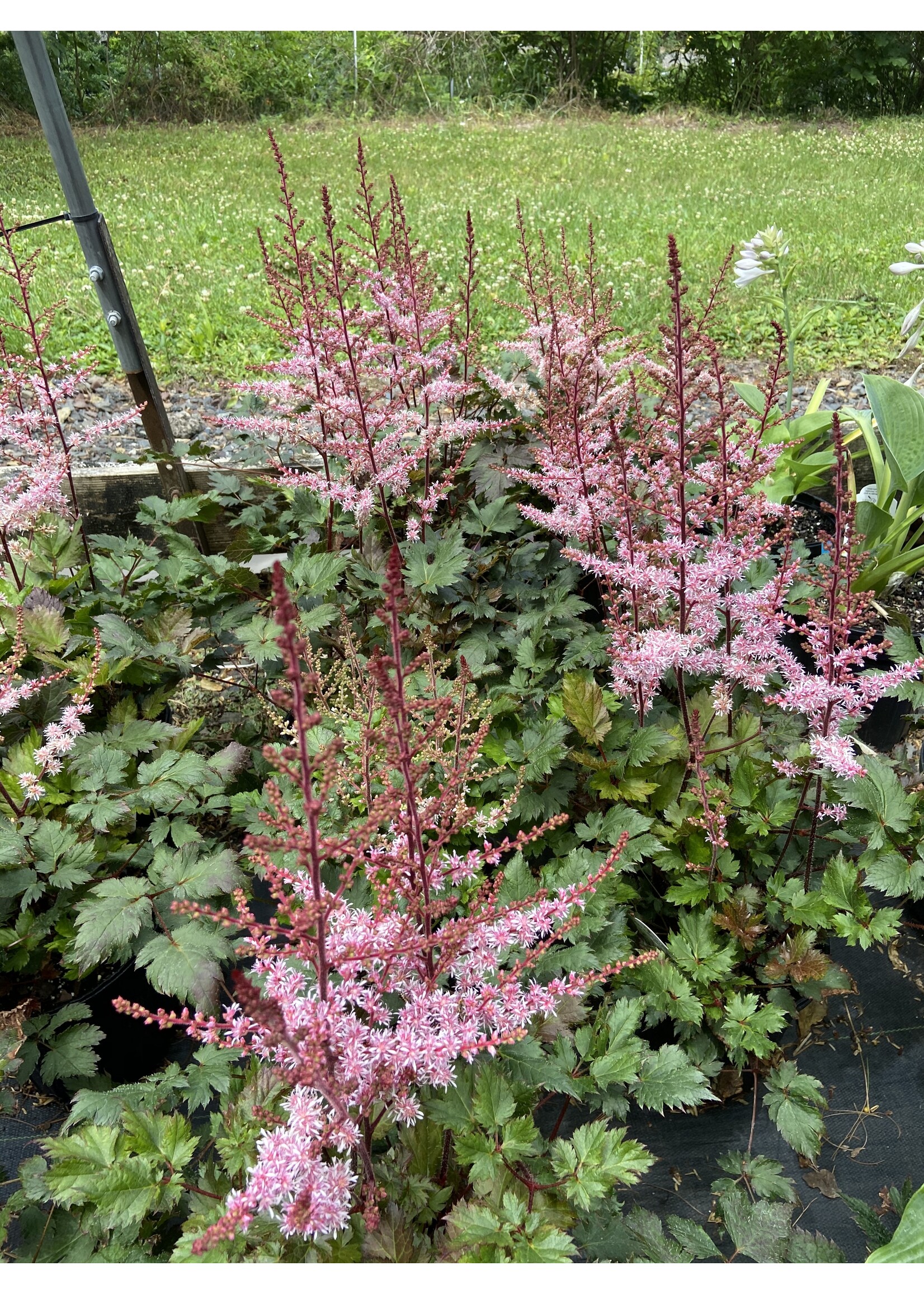 Astilbe Delft Lace Astilbe, Delft Lace, #1
