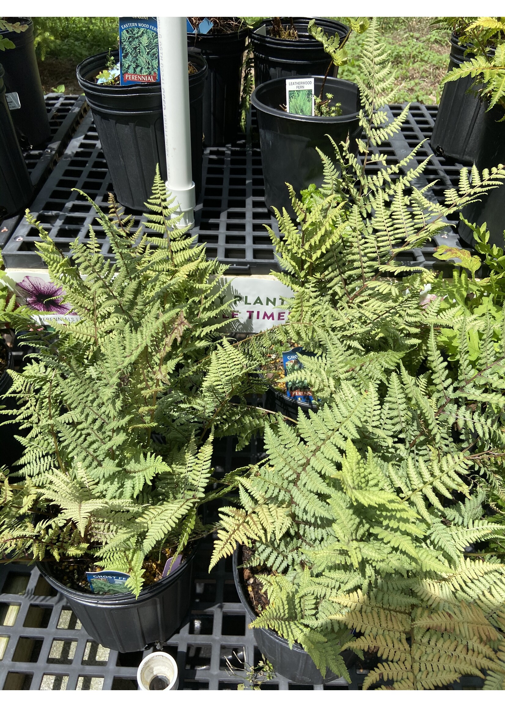 Athyrium x Ghost Fern - Lady, Ghost, #1