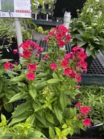 Phlox paniculata Flame Red, Garden Phlox, #1