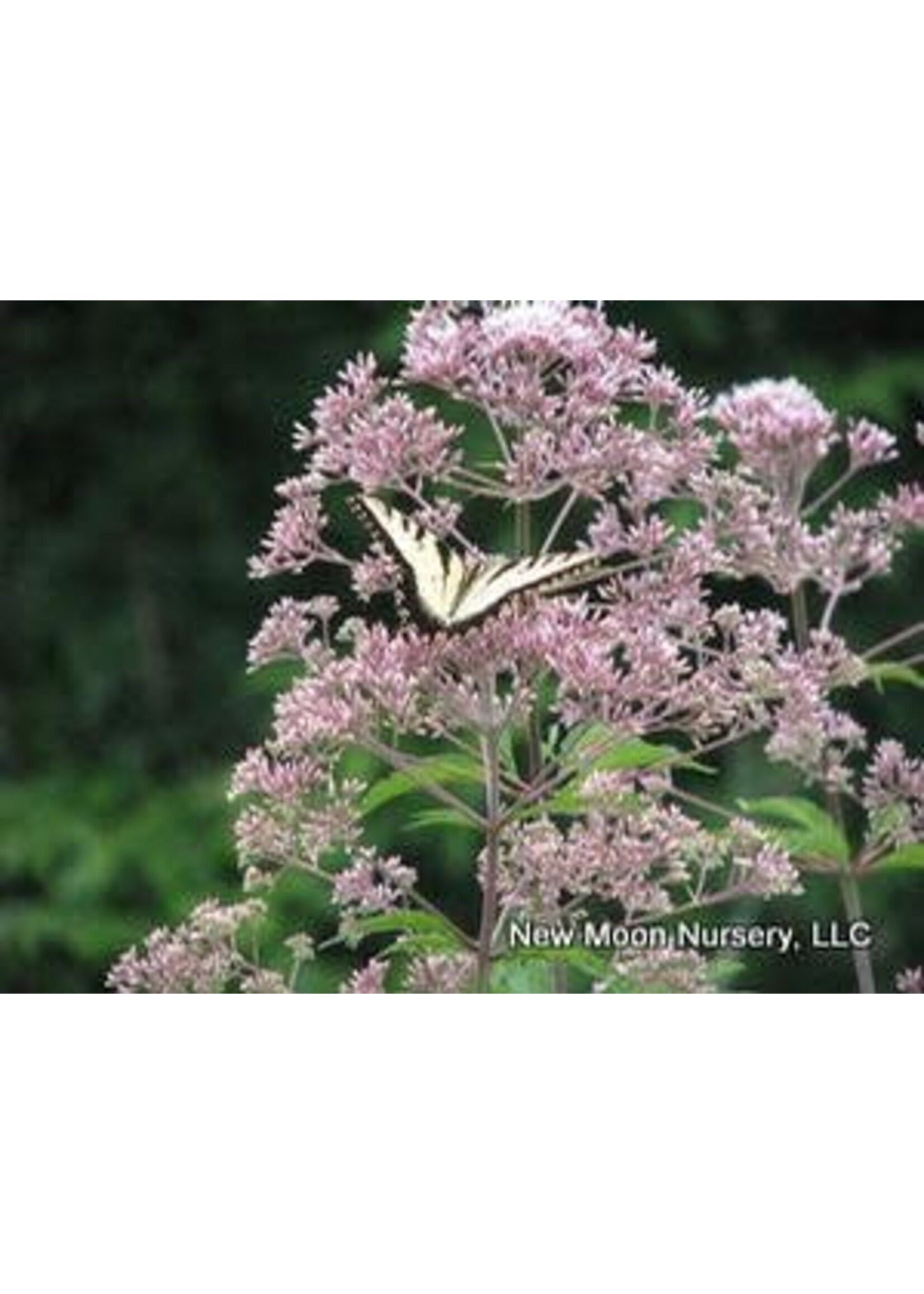 Eutrochium fistulosum Joe Pye Weed, #1