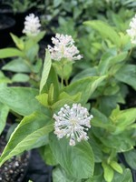 Ceanothus americanus, New Jersey Tea