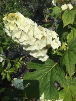 Hydrangea querc. Alice Hydrangea - Oakleaf, Alice, #3
