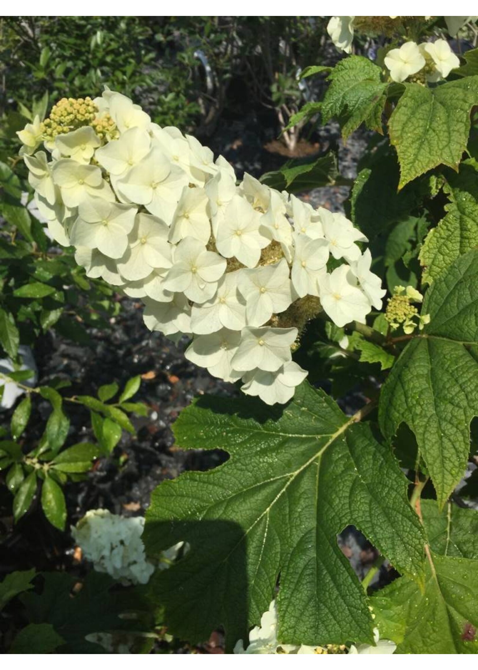 Hydrangea querc. Alice Hydrangea - Oakleaf, Alice, #3