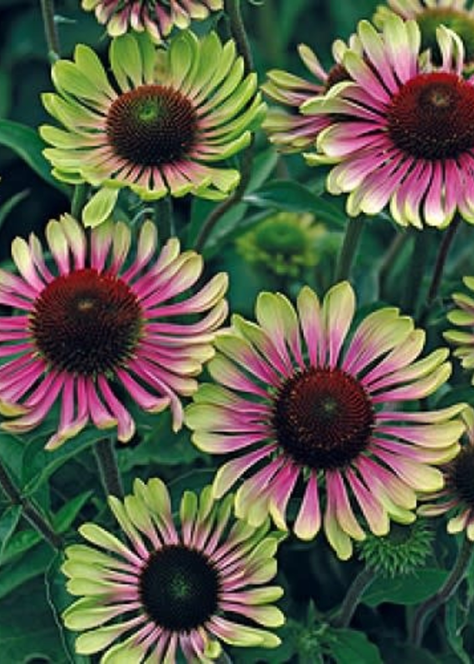 Echinacea Green Twister #1 container
