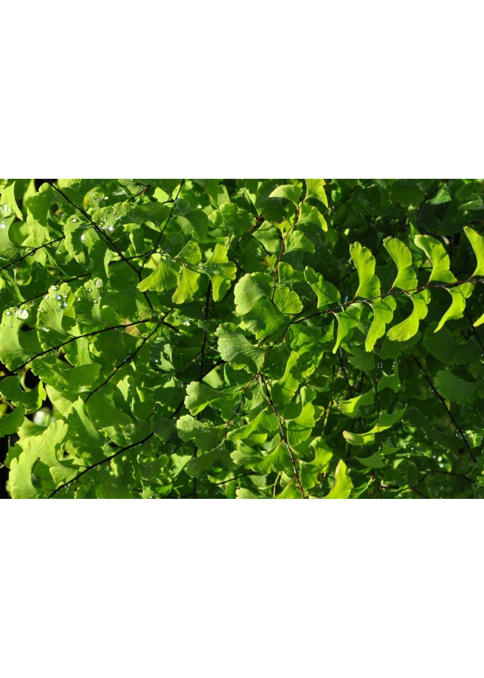 Adiantum pedatum Fern - Northern Maidenhair, #1 container