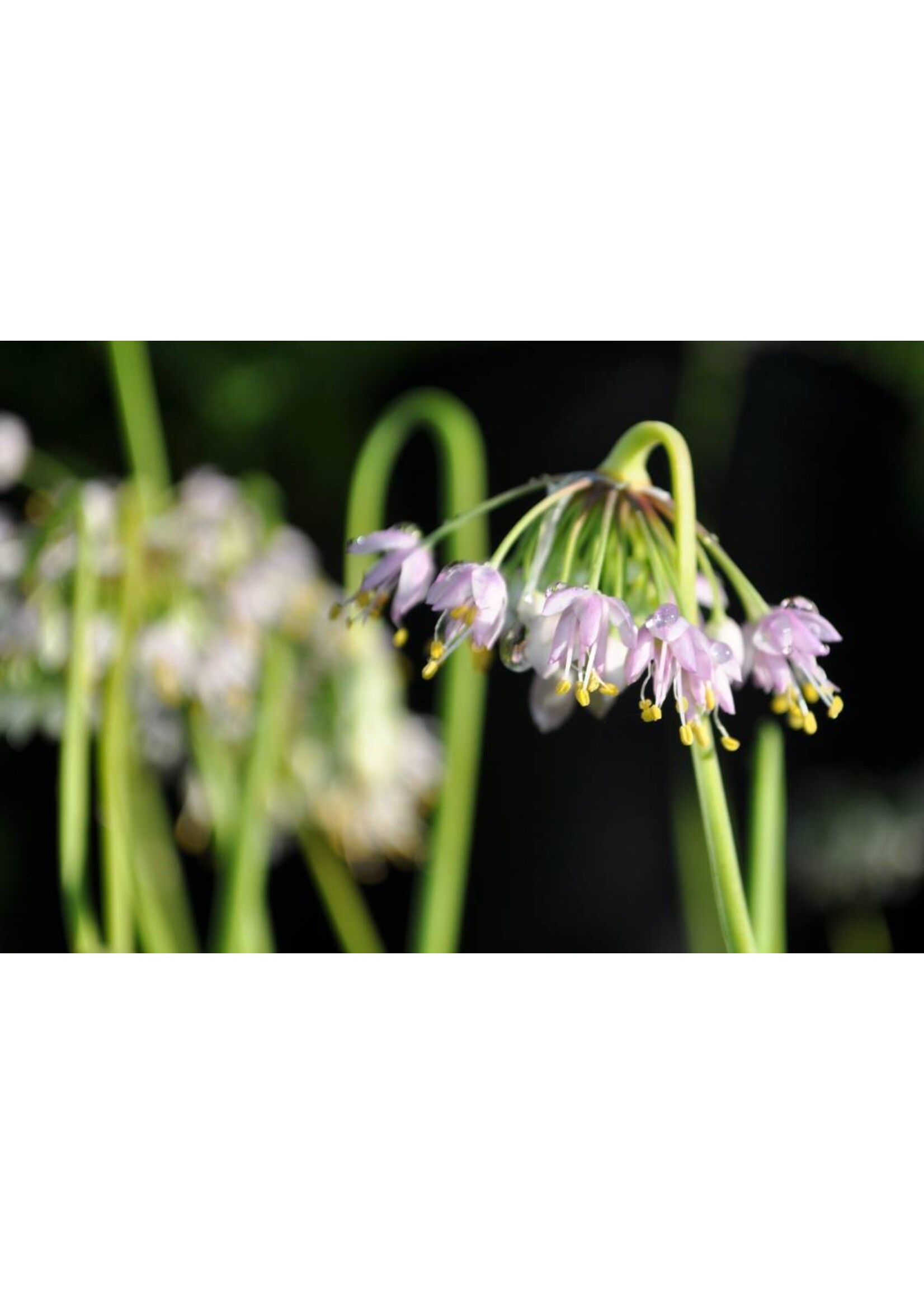 Allium cernuum Onion, Nodding pink, #1