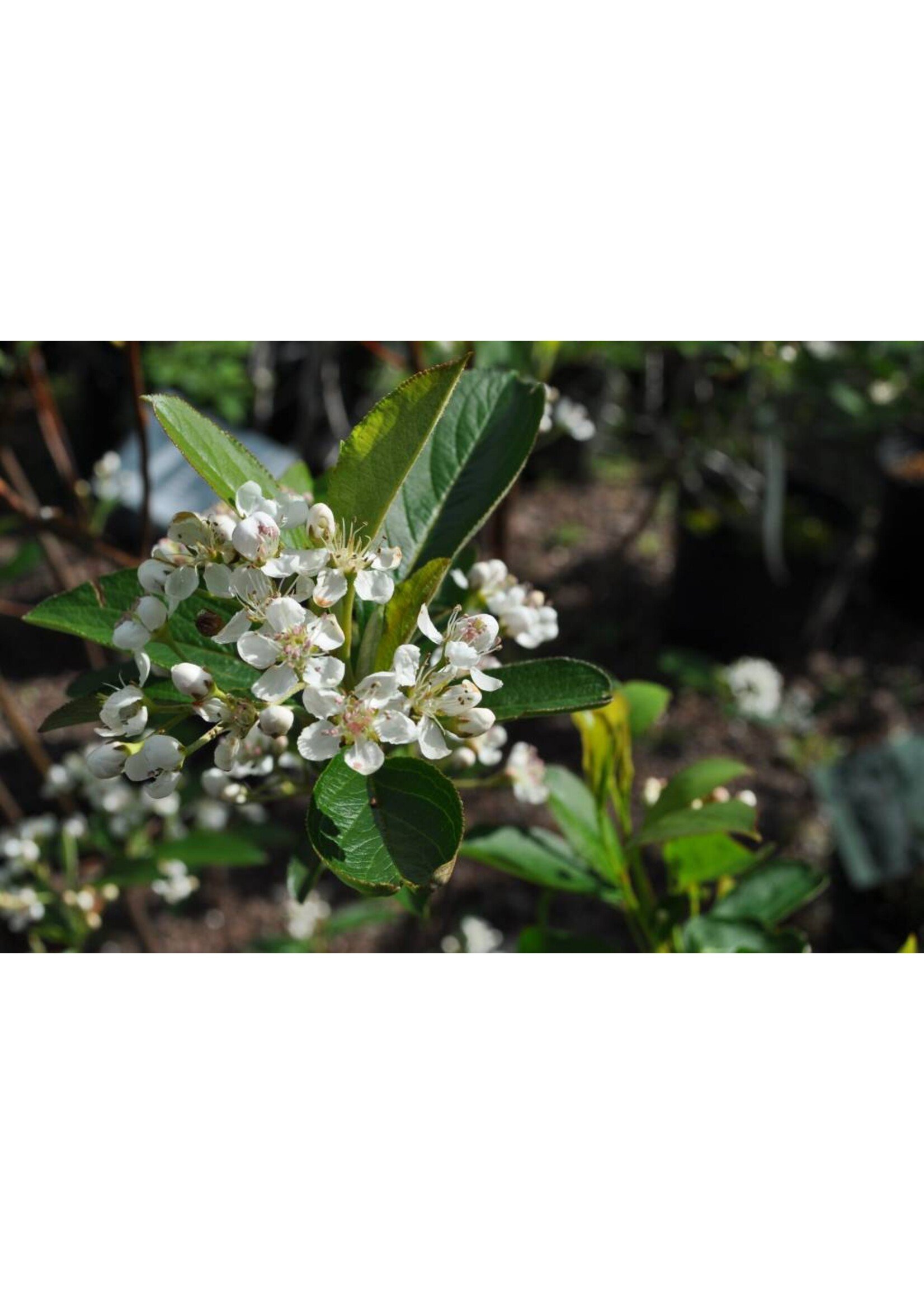 Aronia arb. Brilliantissima, Red  Chokeberry, #3