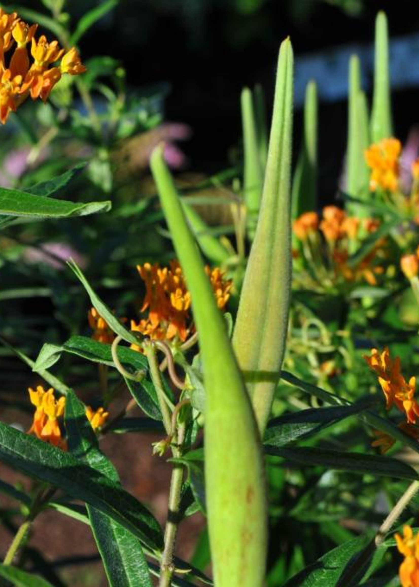 Asclepias tube. Butterfly Weed, qt/Cowpot