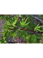 Acer palm. Sangu Kaku Maple - Japanese Coral Bark, Sango Kaku, #3