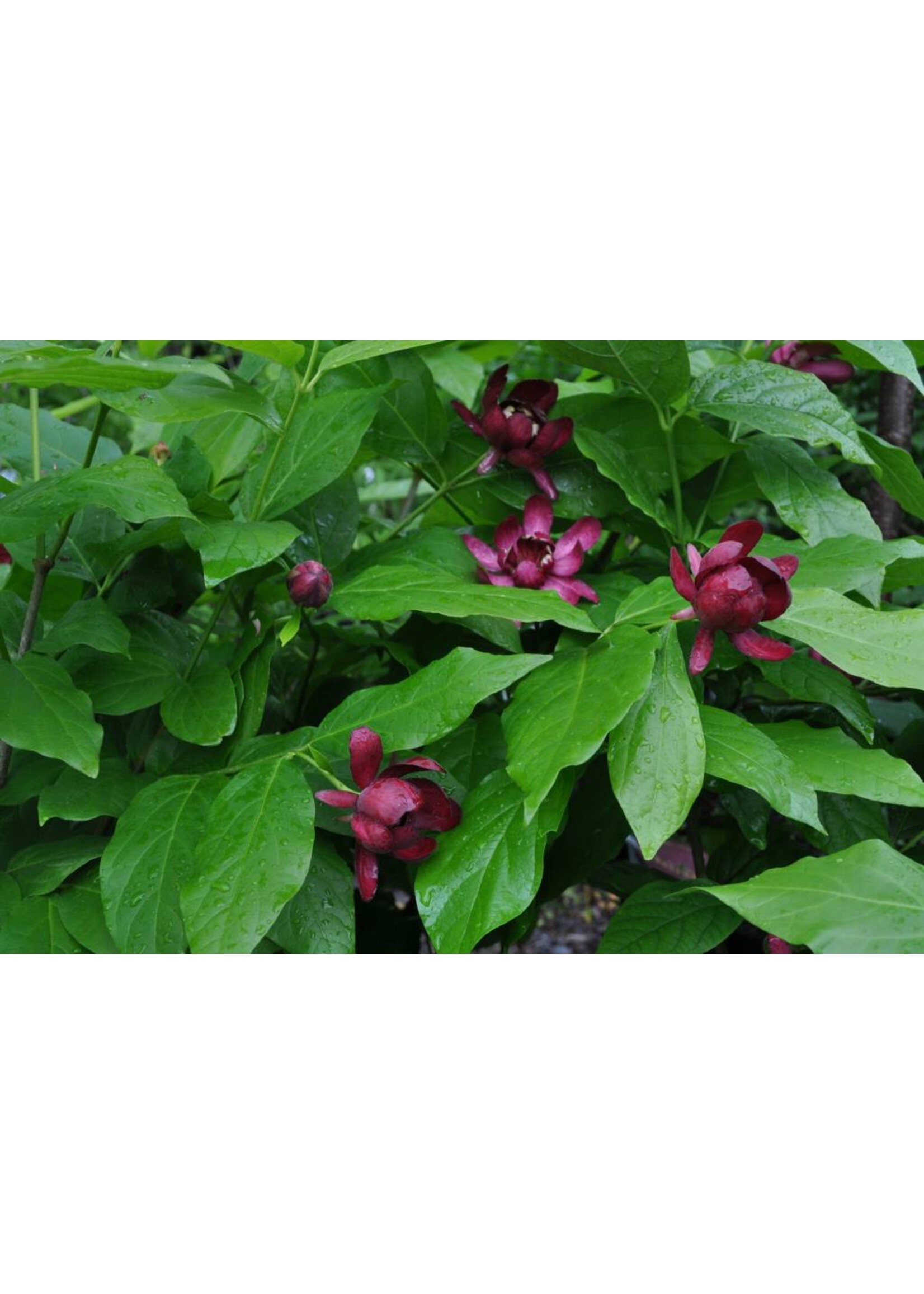 Calycanthus Aphrodite Sweetshrub, Aphrodite, #3